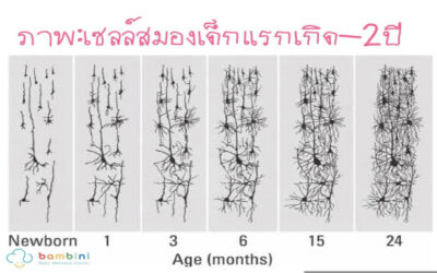 การพัฒนาสมองของเด็ก