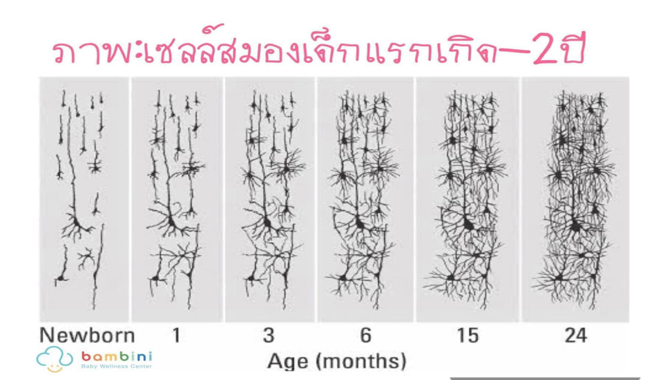 การพัฒนาสมองของเด็ก